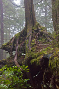 Roots, tree, exposed location, temperate rainforest, Vancouver Island, Canada Roots, tree, exposed location, temperate rainforest, Vancouver Island, Canada